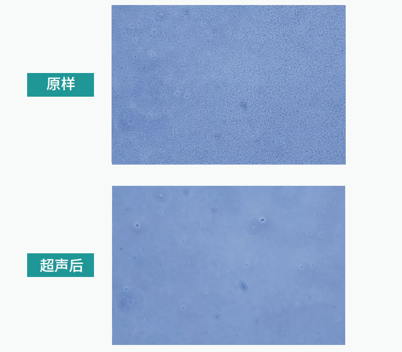 大腸桿菌樣本超聲破碎后前后顯微鏡下存活率對(duì)比