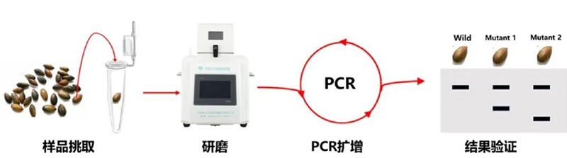 高通量組織研磨器應(yīng)用種子庫建設(shè)