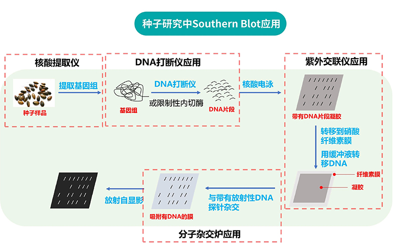 種子研究中SOUTHERN BLOT應(yīng)用